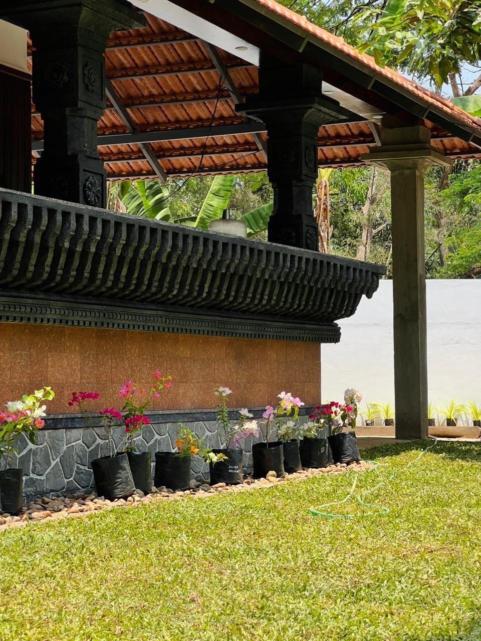 Flowering plants in the garden