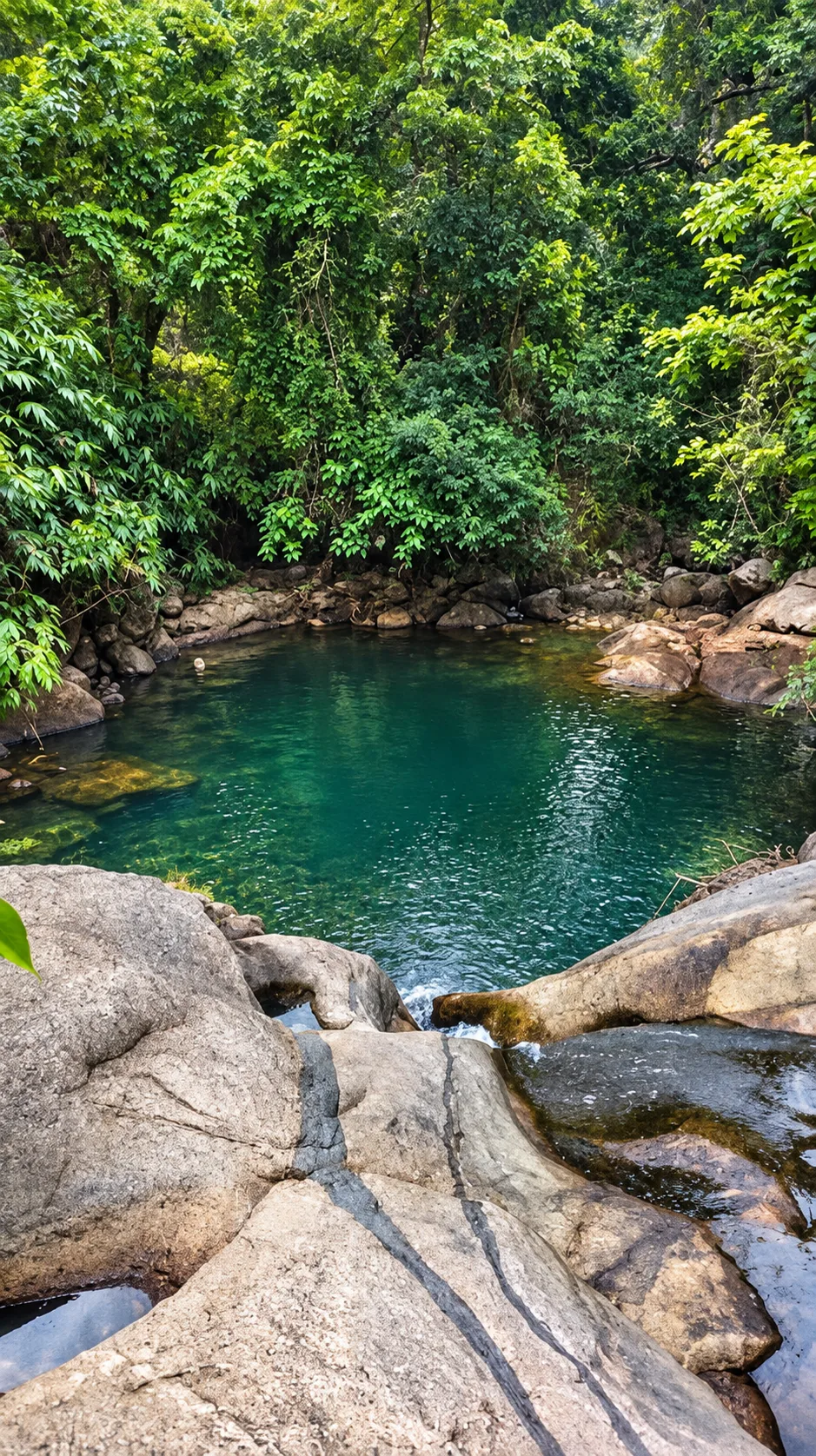 A clear forest pool among rocks and dense greenery