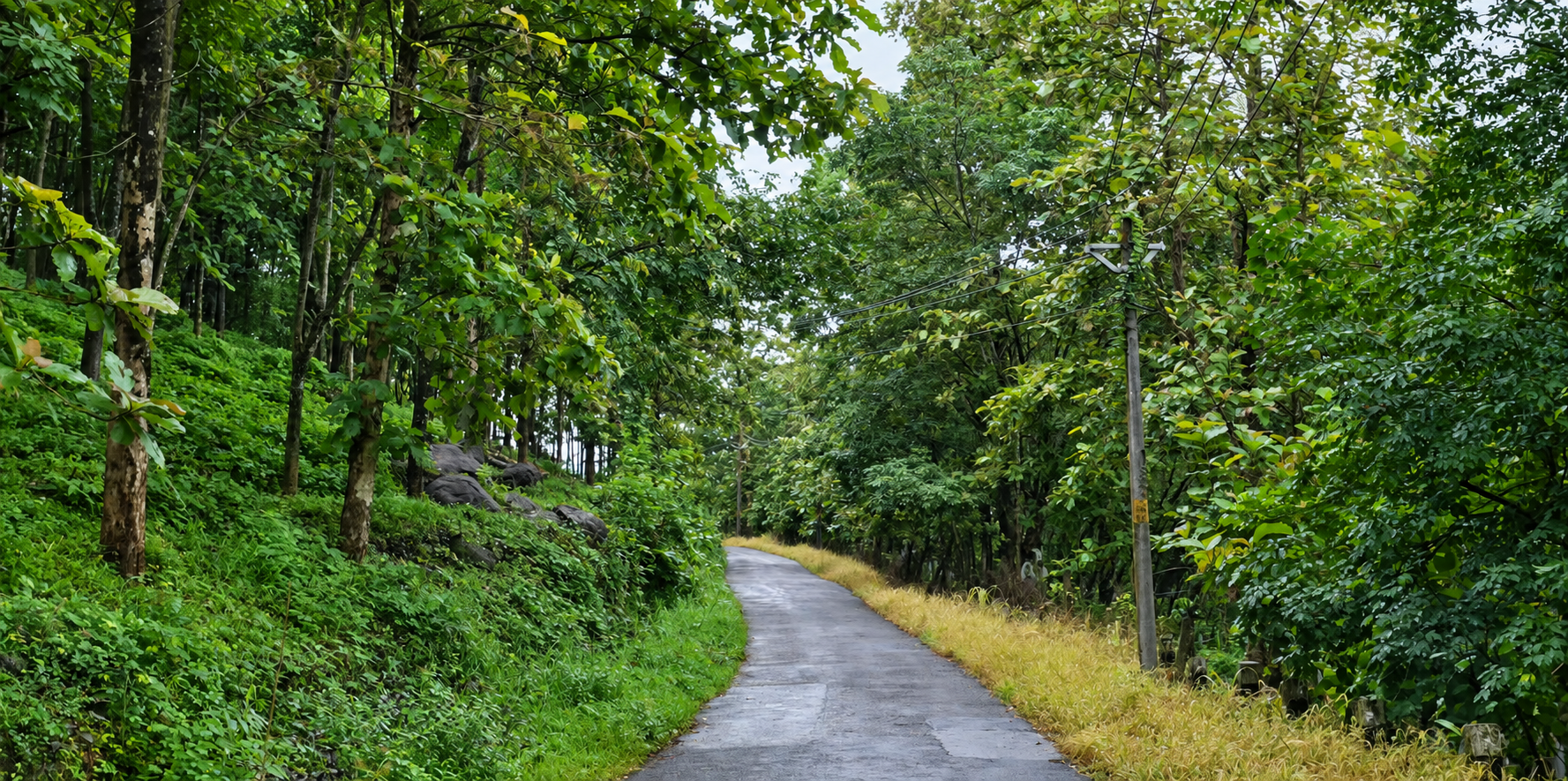 Narrow wet road passing beneath dense trees on the Kunjiyarpathy approach