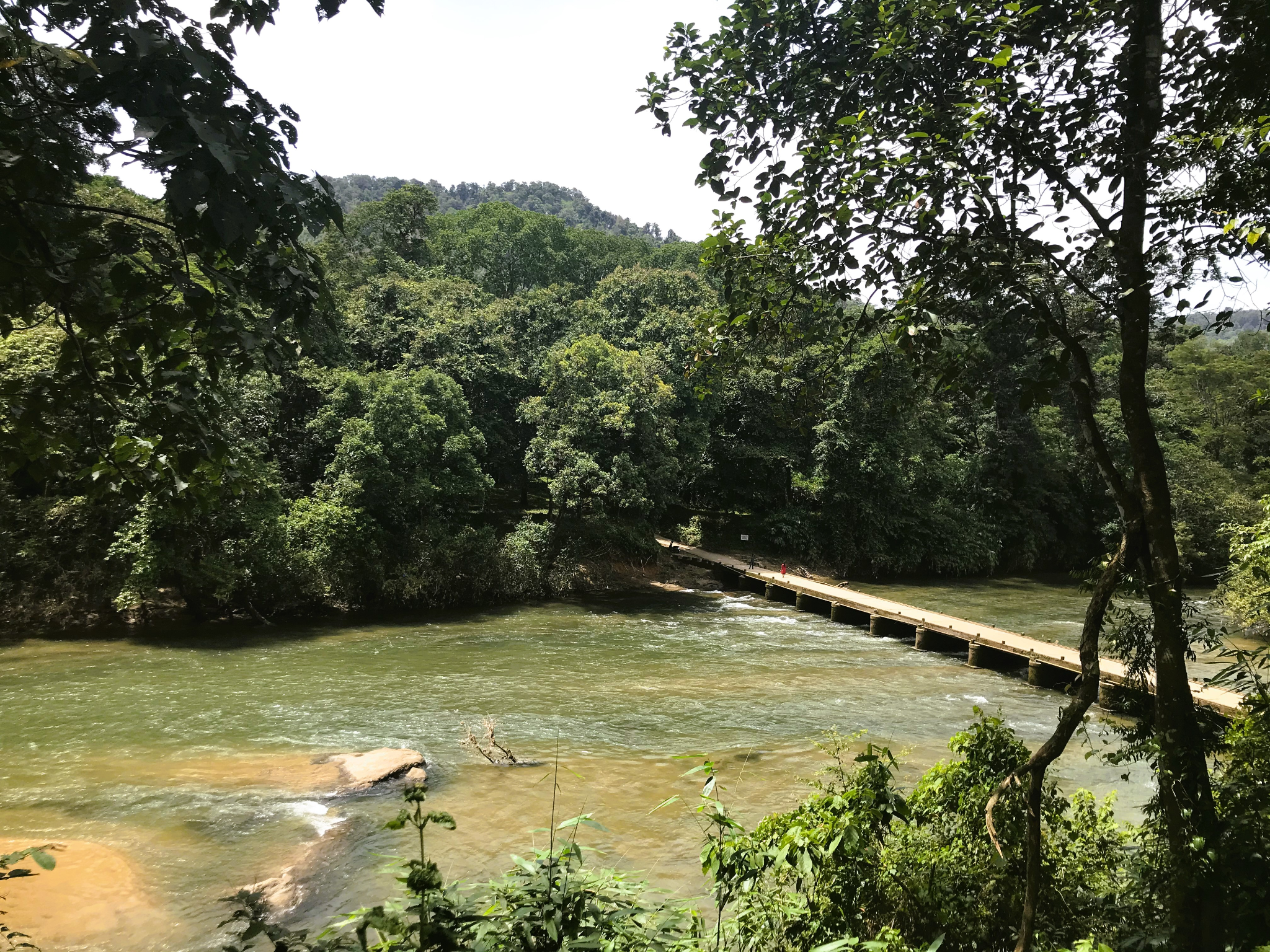 A bridge over the Pooyamkutty river with dense rainforest on both banks