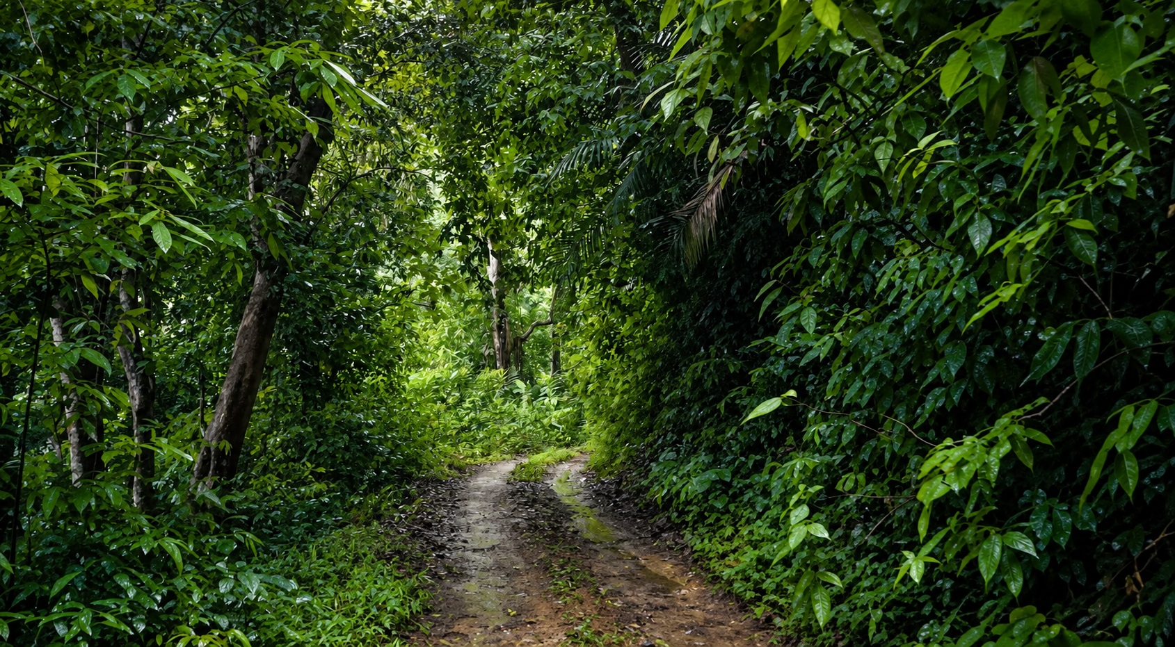 Wet track disappearing beneath the dense interior canopy at Kunjiyarpathy