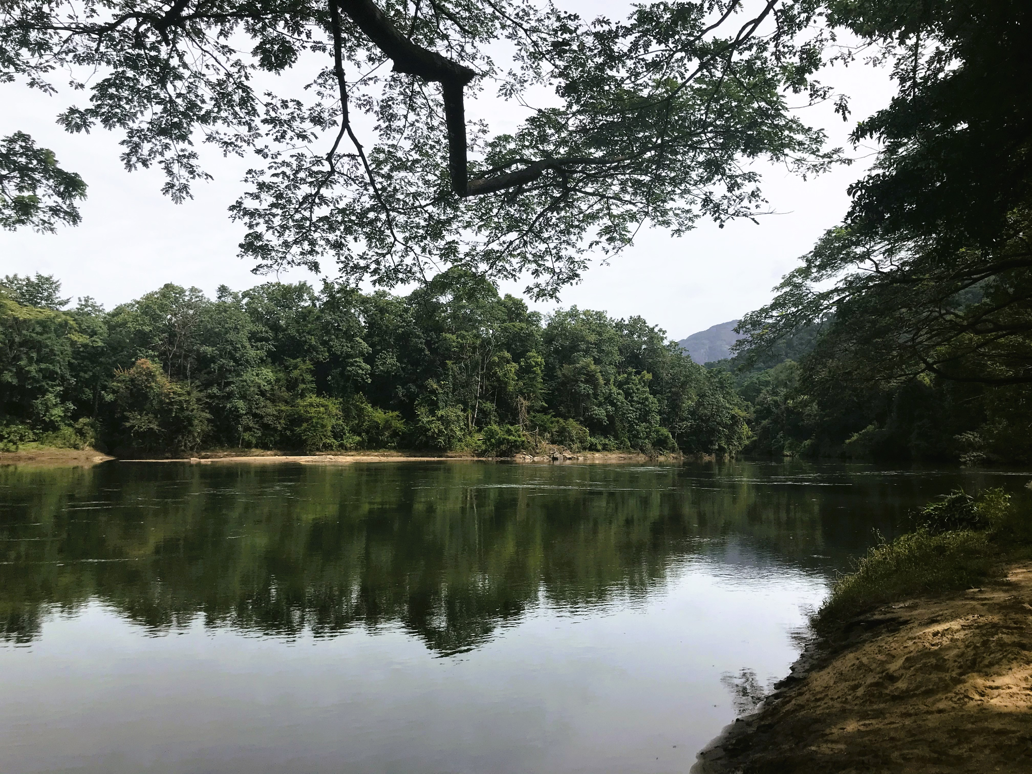 Morning mist over a calm forest river at Pooyamkutty in Kerala