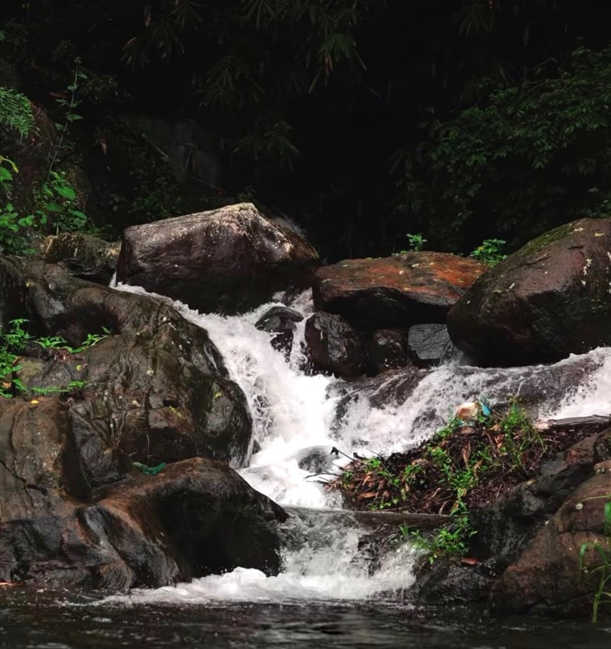 A small forest stream falling over dark boulders in deep shade