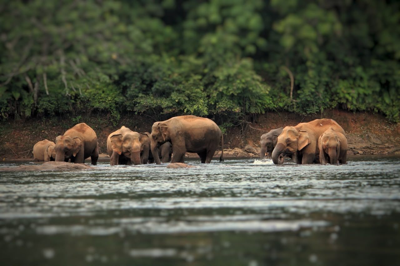 Wild elephants at a forest river in the wider Western Ghats landscape, photographed from a distance