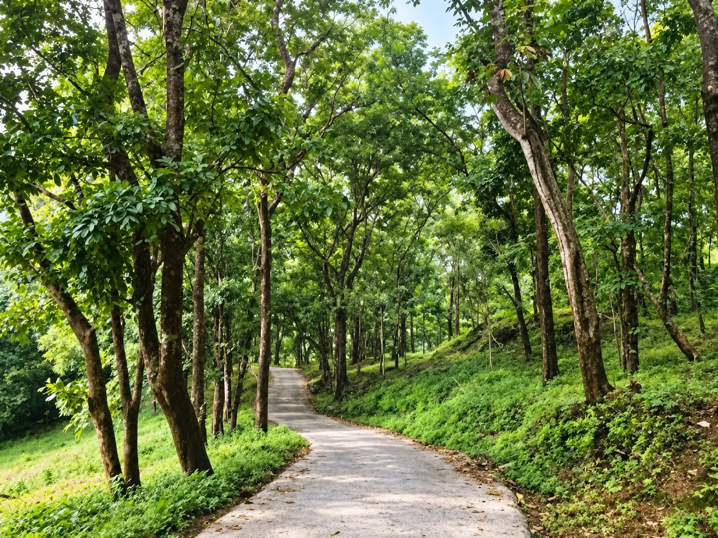 A narrow lane curving under a canopy of green trees on the way into Pooyamkutty