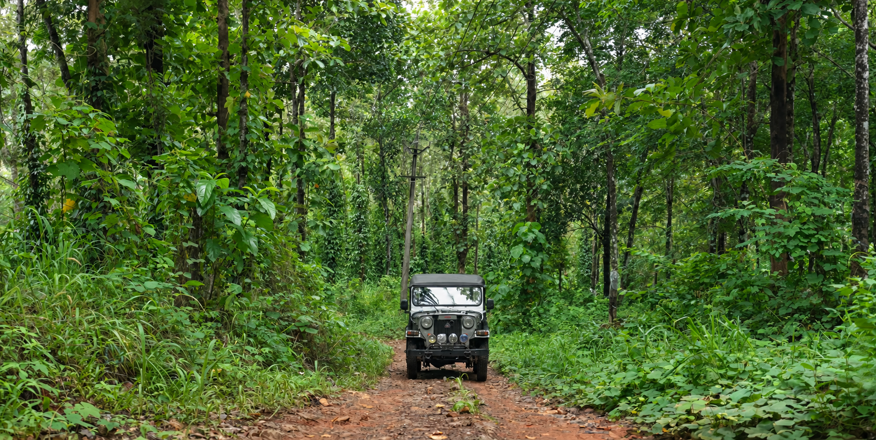 Jeep entering a narrow forest track beneath dense green canopy