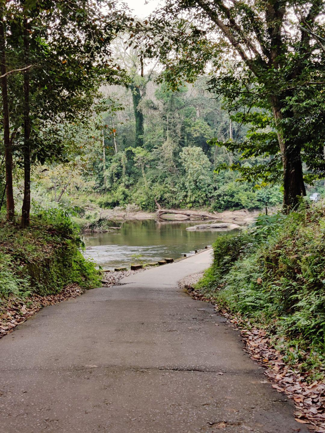 A quiet forest road winding through the Western Ghats near Pooyamkutty