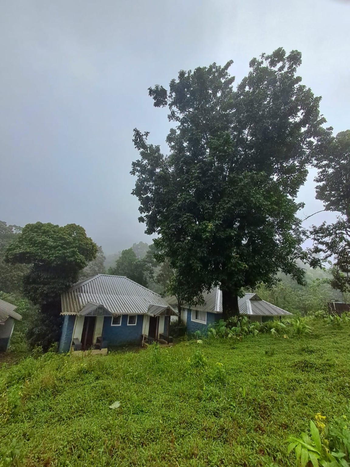 Forest cottages beside a large tree in a green clearing