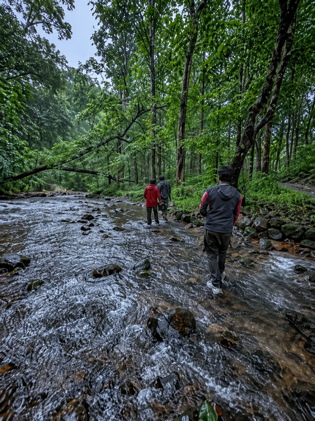 Travellers walking through a shallow stream beneath tall rainforest trees